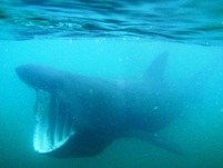 web version basking shark 2013